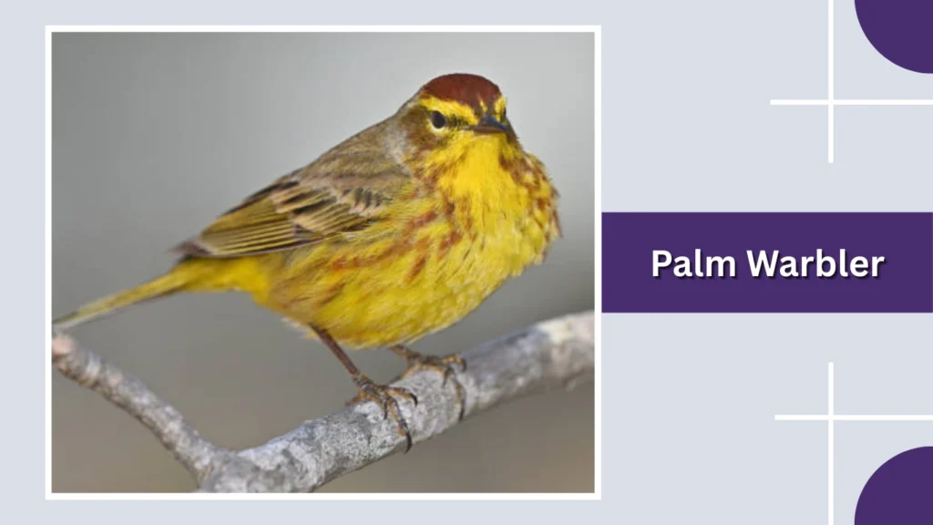 Palm Warbler
