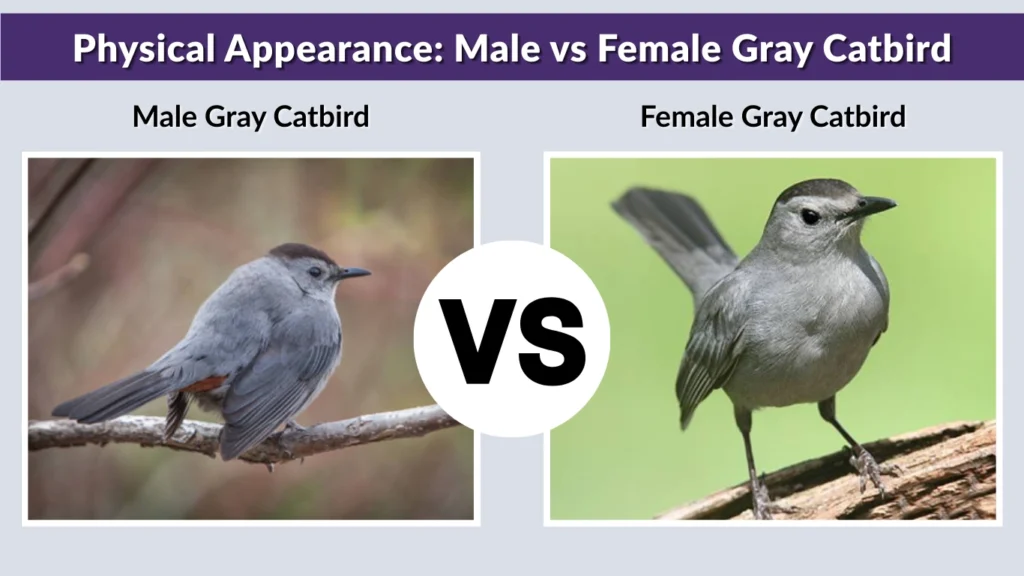 Physical Appearance Male vs Female Gray Catbird