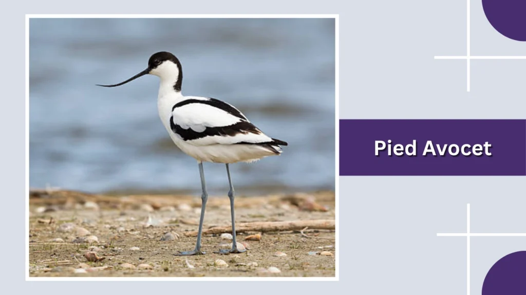 Pied Avocet