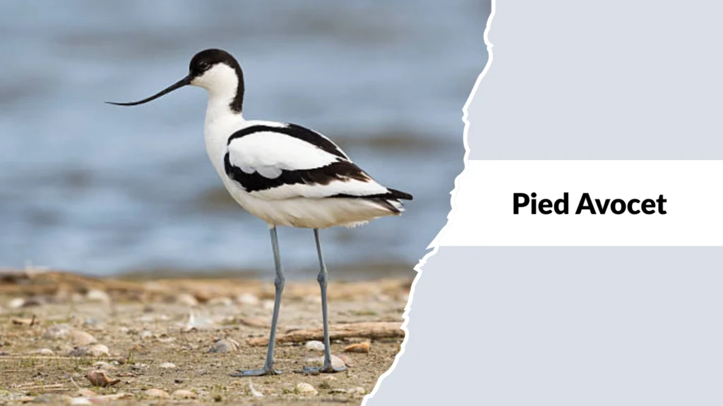 Pied Avocet