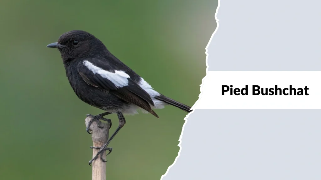 Pied Bushchat