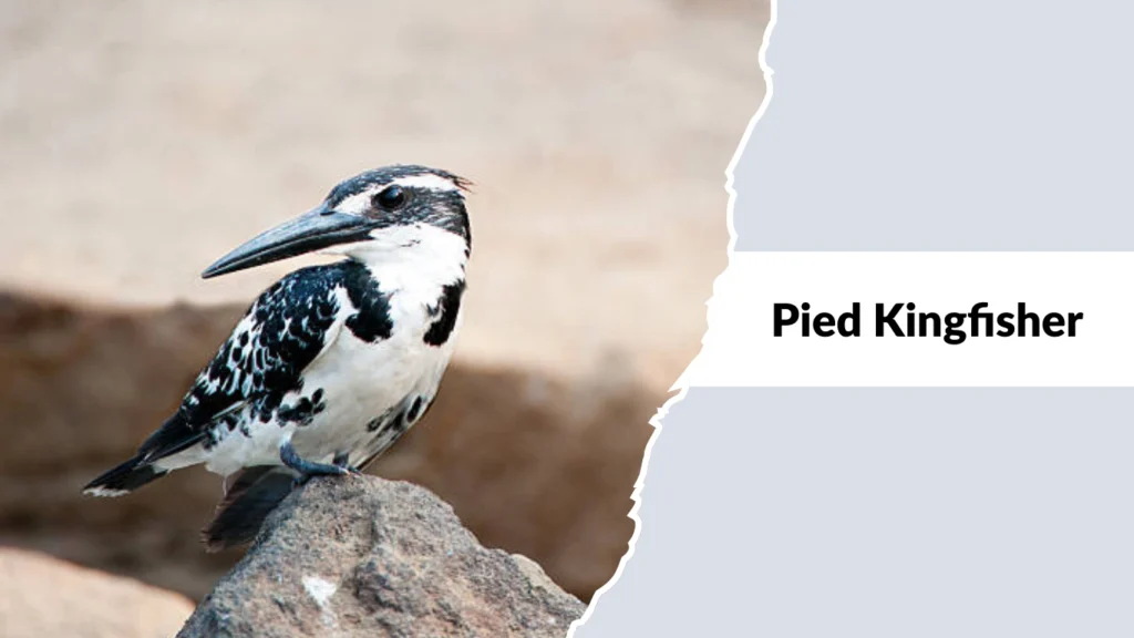 Pied Kingfisher