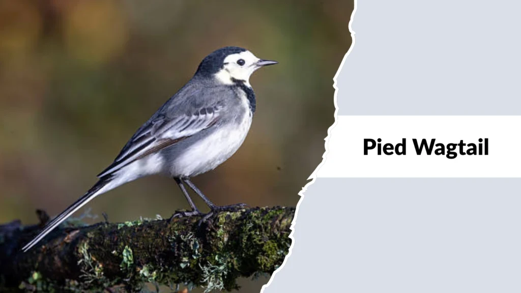 Pied Wagtail