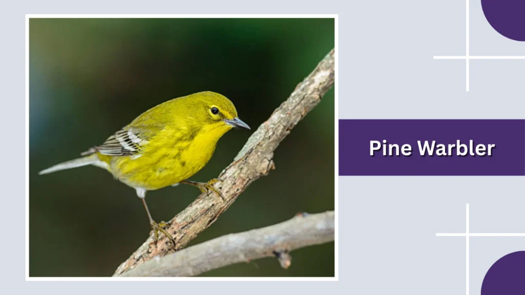 Pine Warbler