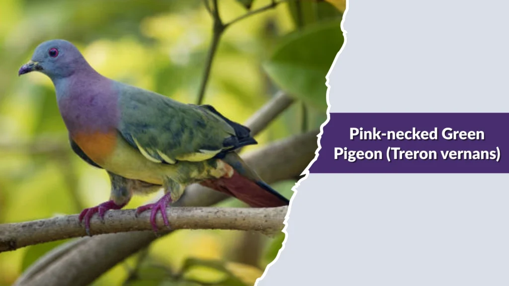 Pink-necked Green Pigeon (Treron vernans)