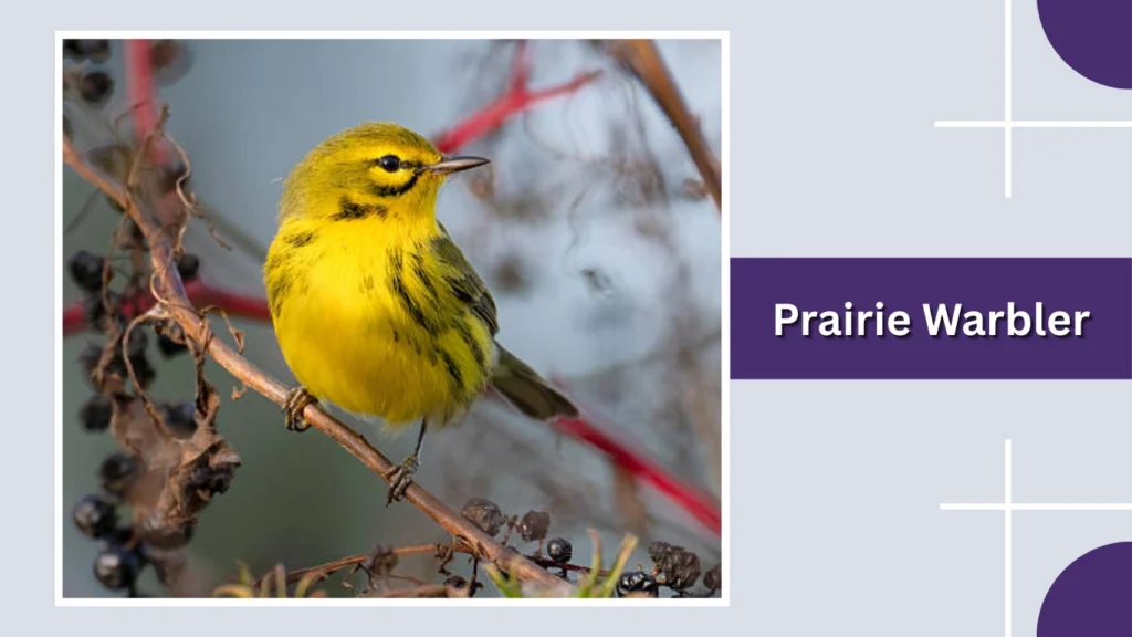 Prairie Warbler