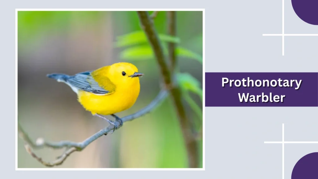 Prothonotary Warbler