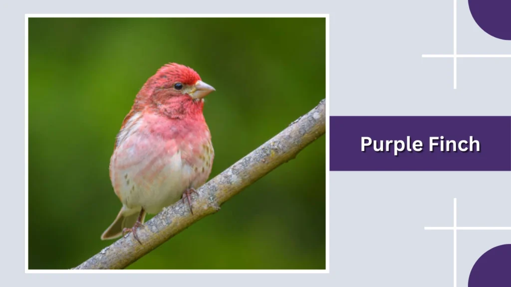 Purple Finch