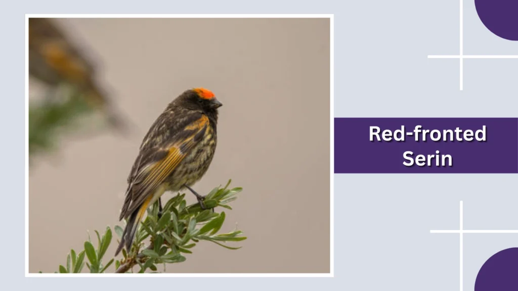 Red-fronted Serin