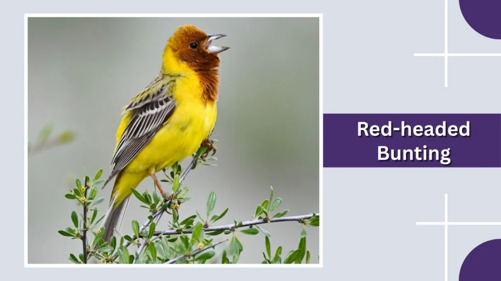 Red-headed Bunting