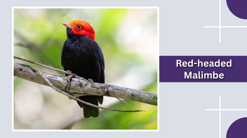 Red-headed Malimbe