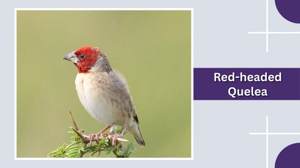 Red-headed Quelea