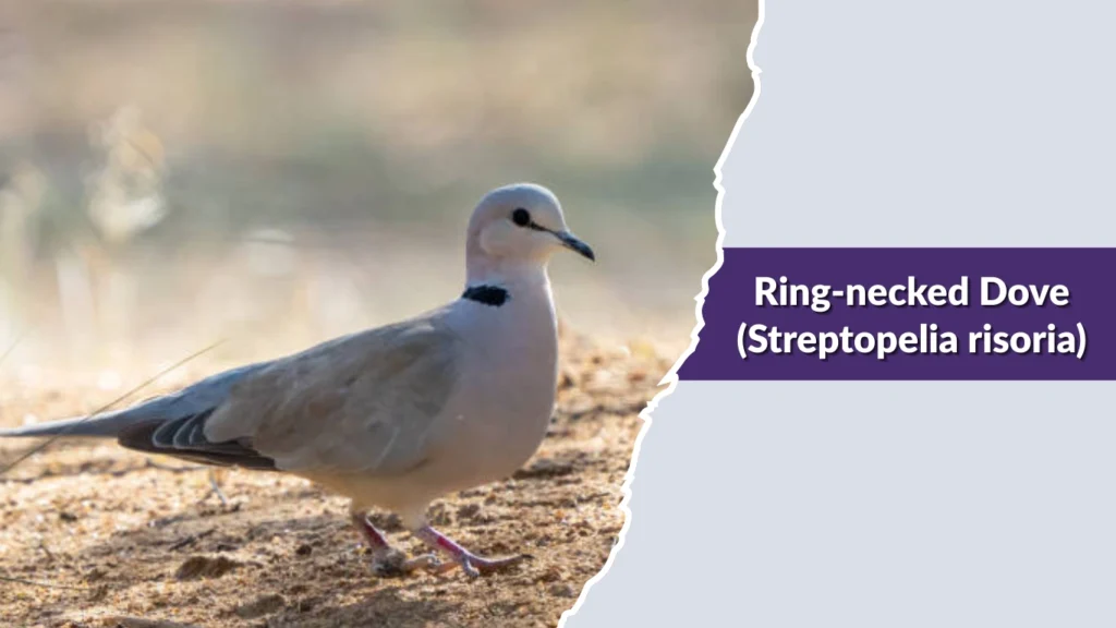 Ring-necked Dove (Streptopelia risoria)