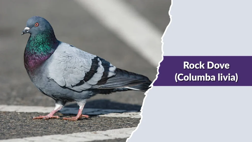 Rock Dove (Columba livia)