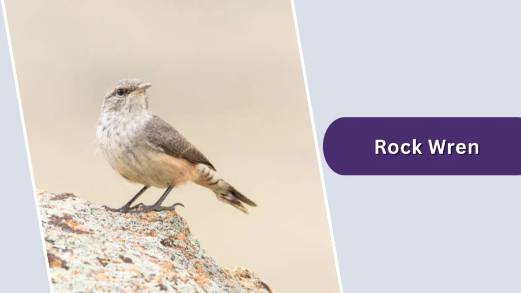 Rock Wren