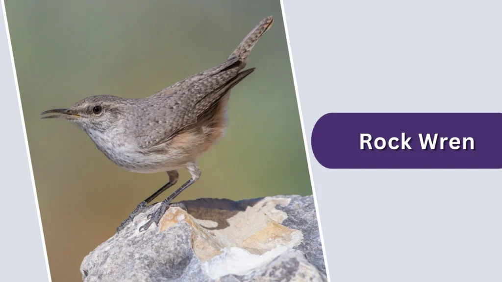 Rock Wren (Salpinctes obsoletus)
