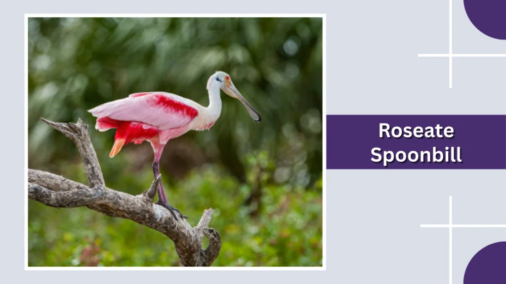 Roseate Spoonbill