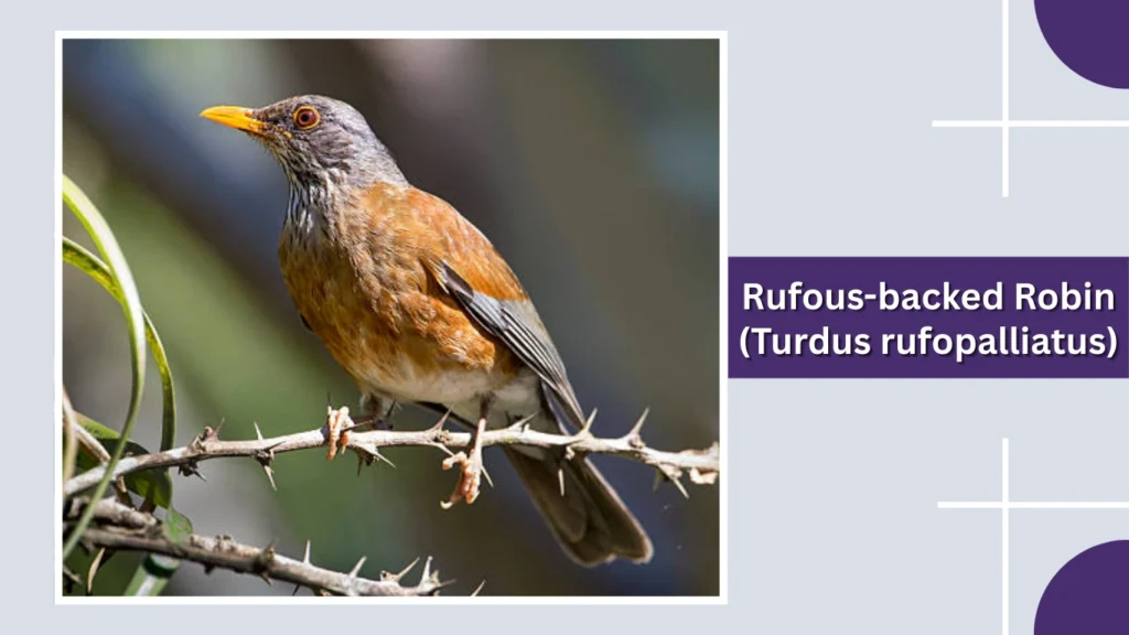 Rufous-backed Robin (Turdus rufopalliatus)