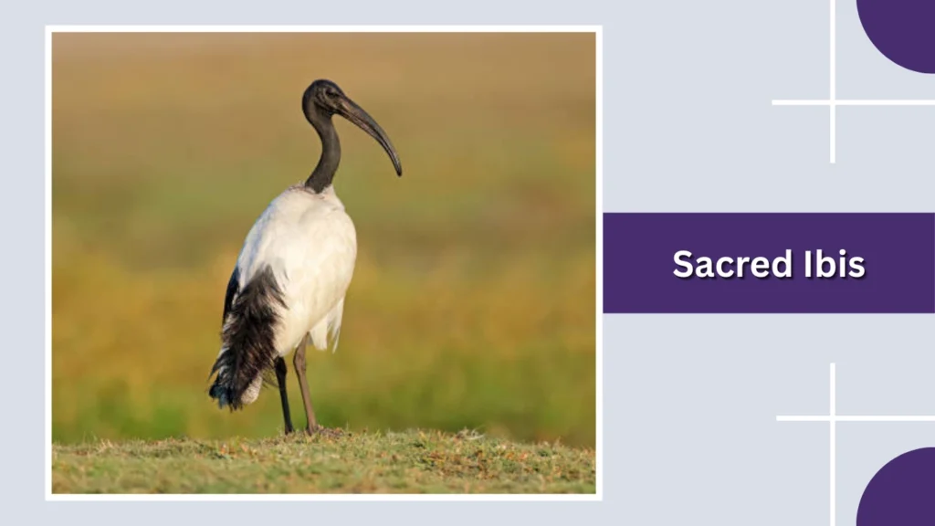 Sacred Ibis