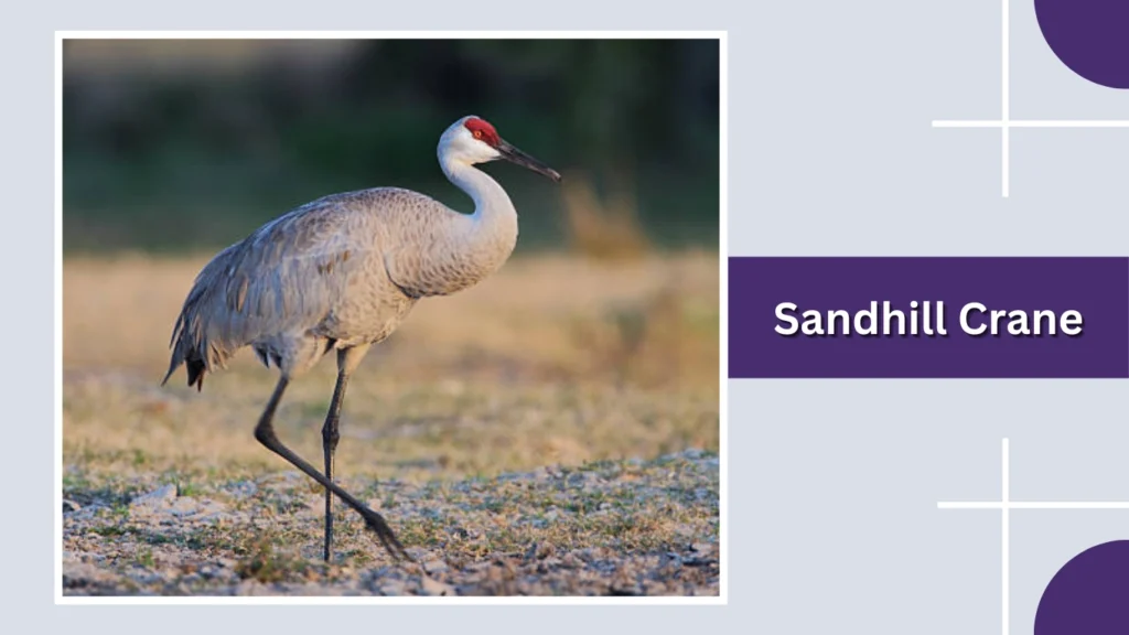 Sandhill Crane