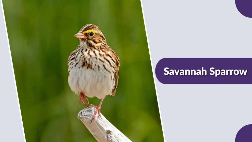 Savannah Sparrow (Passerculus sandwichensis)