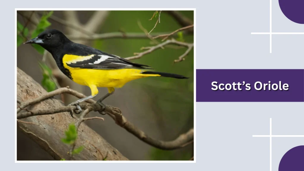 Scott’s Oriole