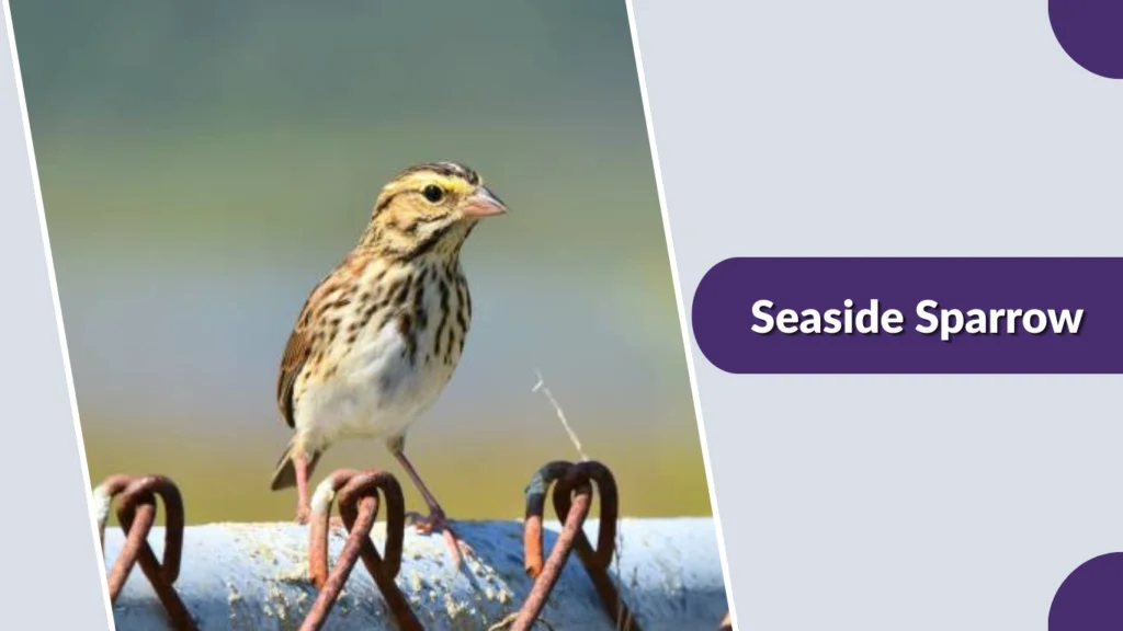 Seaside Sparrow (Ammospiza maritima)