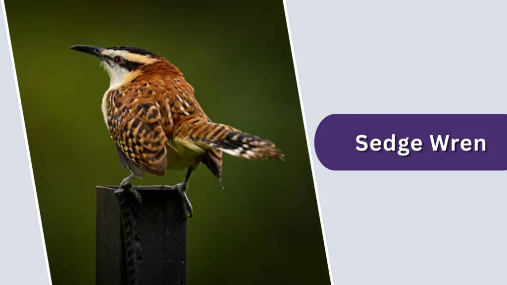 Sedge Wren (Cistothorus stellaris)
