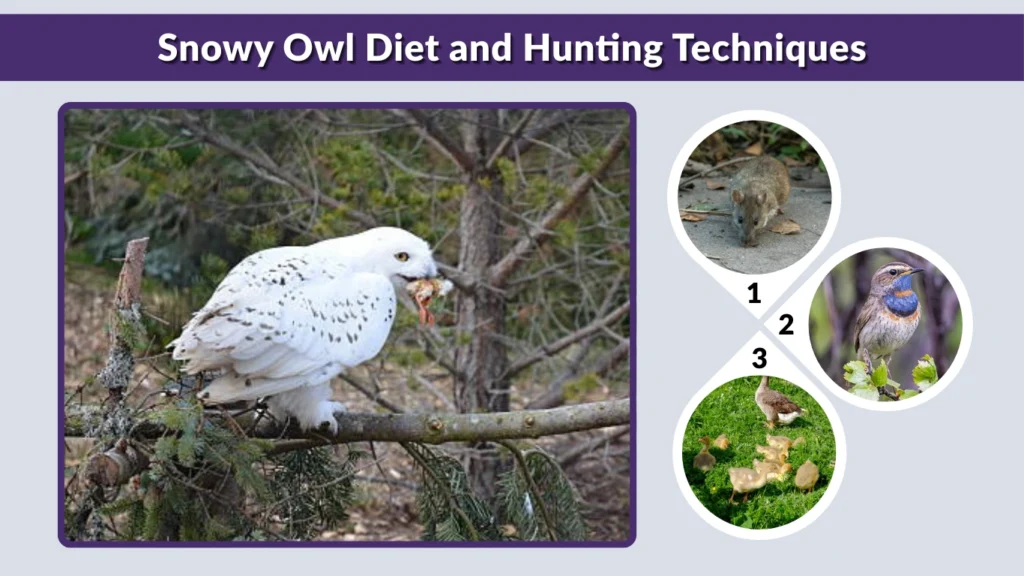 Snowy Owl Diet and Hunting Techniques
