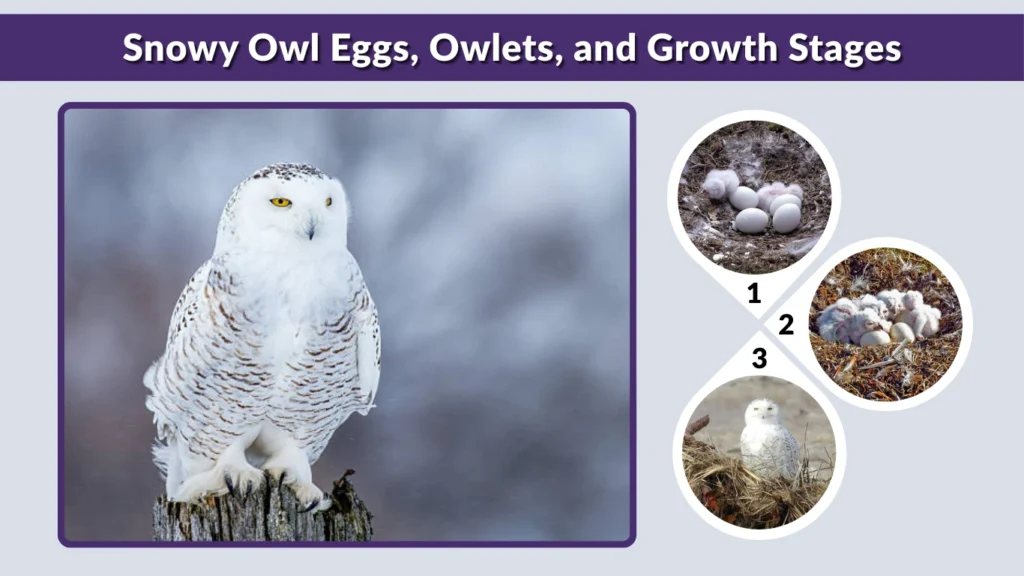Snowy Owl Eggs, Owlets, and Growth Stages