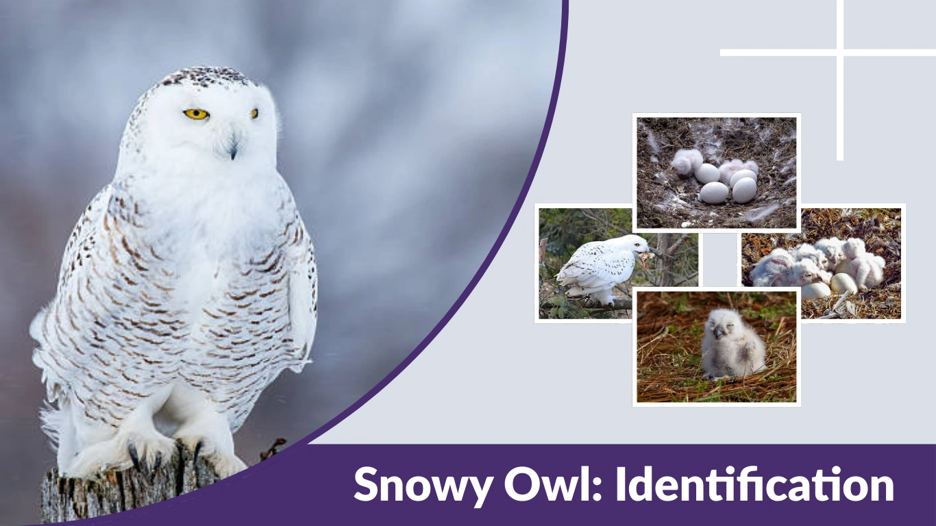 Snowy Owl: Identification, Habitat, Behavior, Diet & Facts