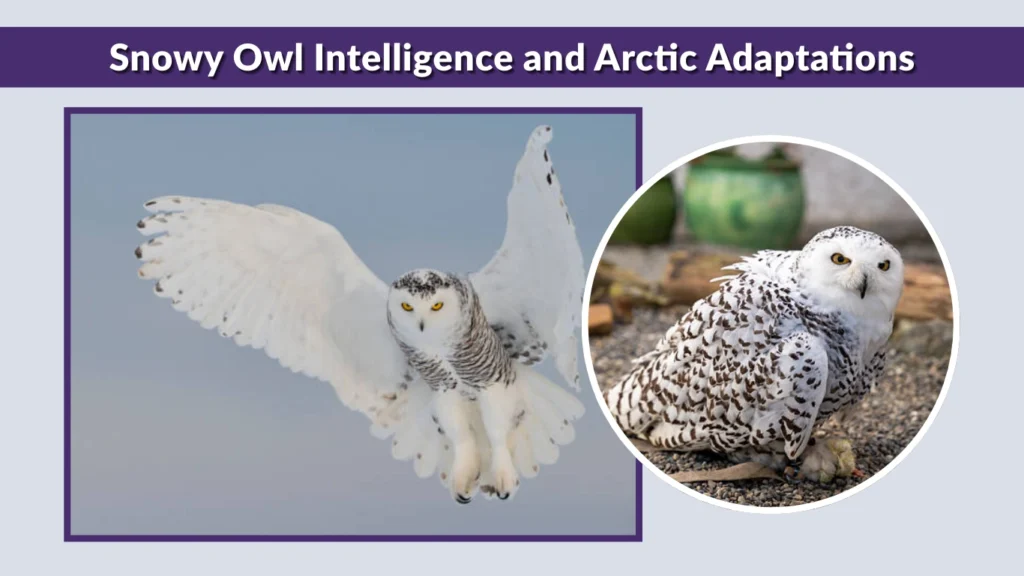Snowy Owl Intelligence and Arctic Adaptations