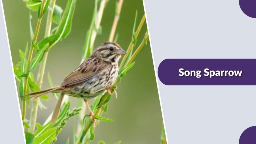 Song Sparrow
