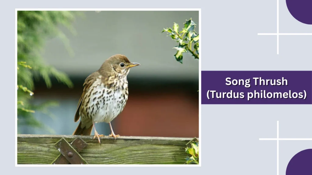 Song Thrush (Turdus philomelos)