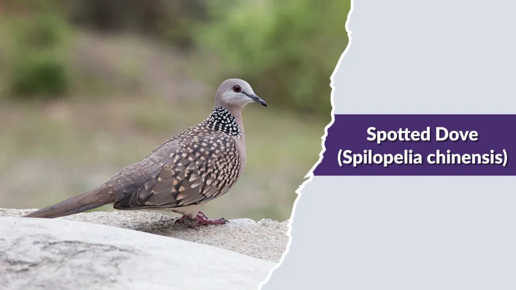 Spotted Dove (Spilopelia chinensis)
