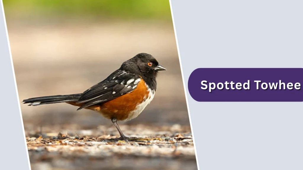 Spotted Towhee (Pipilo maculatus)