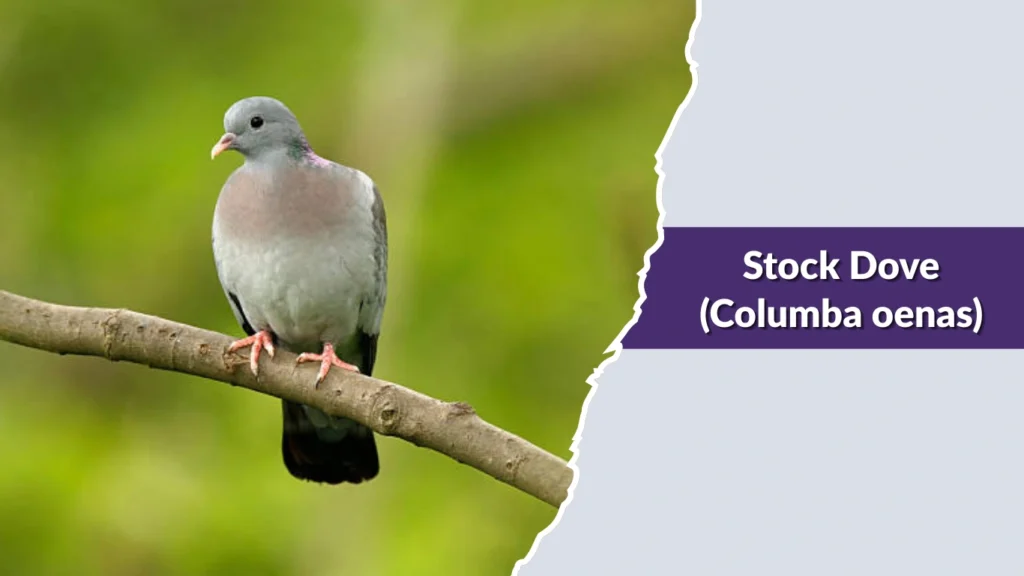 Stock Dove (Columba oenas)