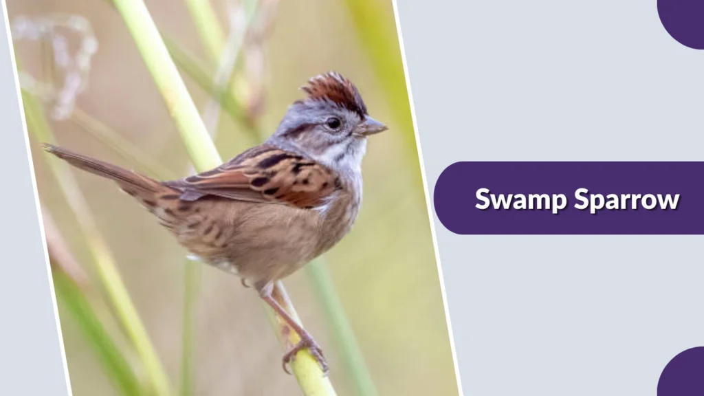 Swamp Sparrow