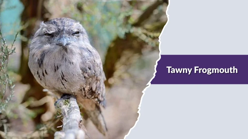 Tawny Frogmouth