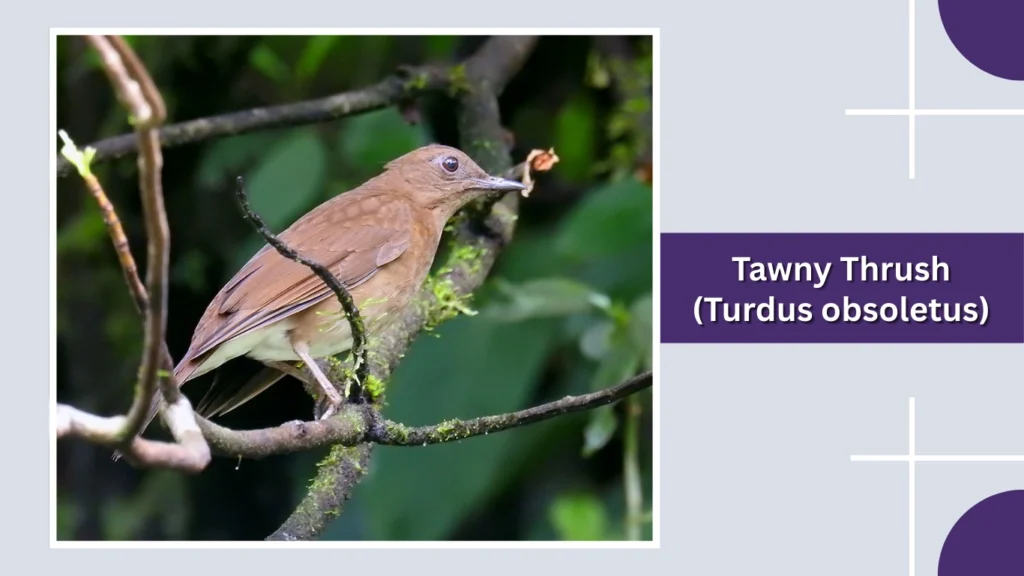 Tawny Thrush (Turdus obsoletus)