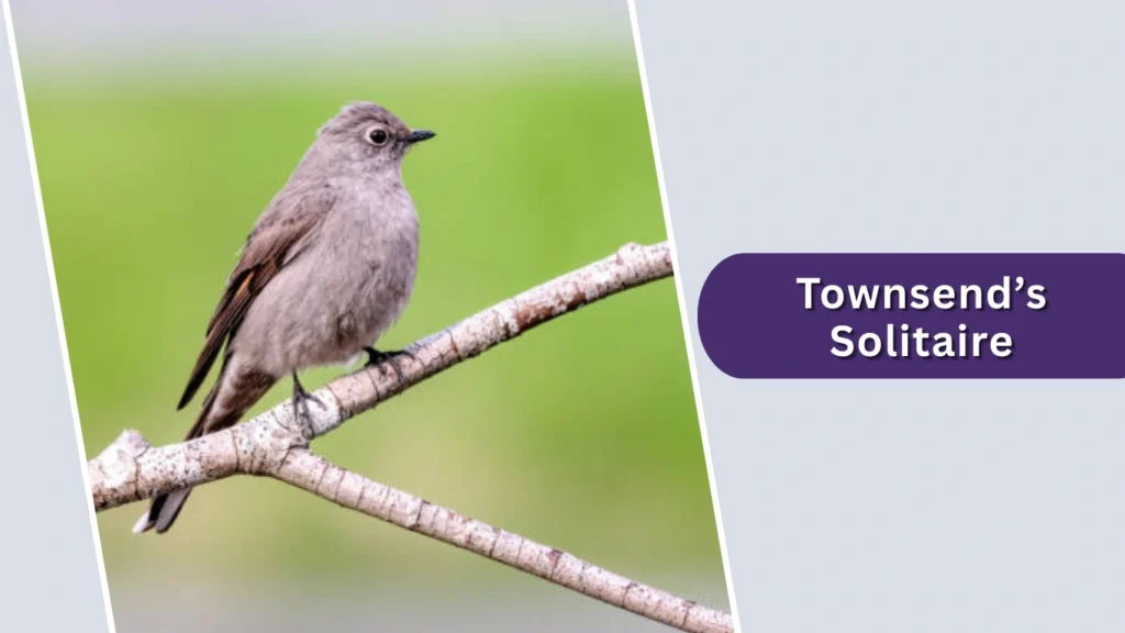 Townsend’s Solitaire