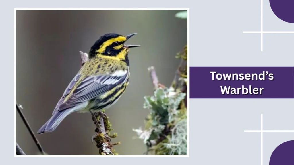 Townsend’s Warbler