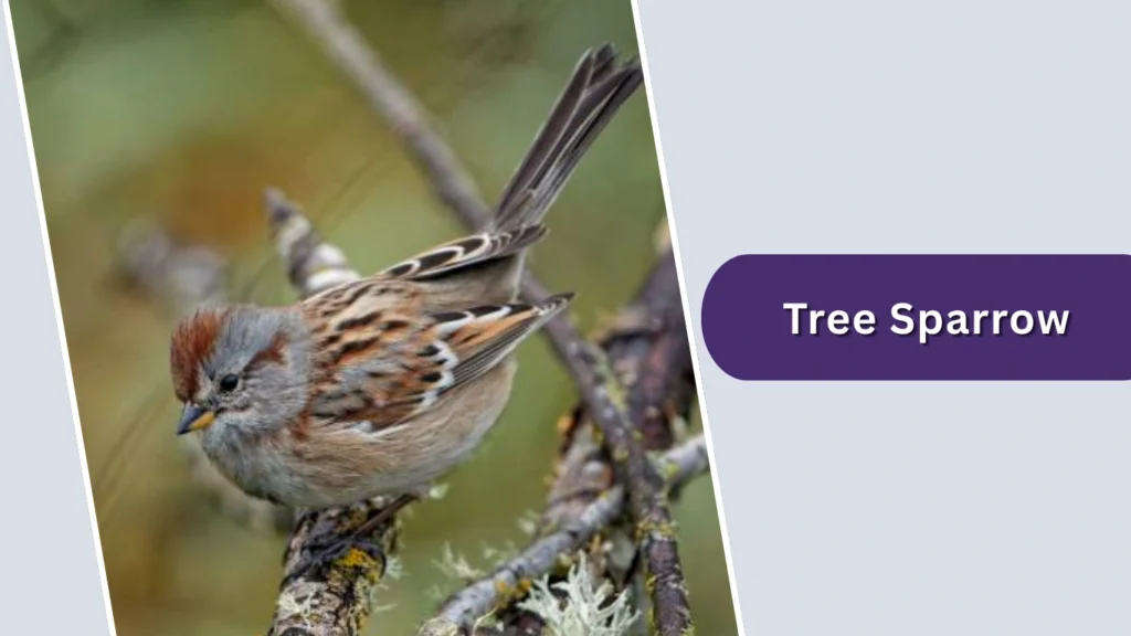 Tree Sparrow (Spizelloides arborea)