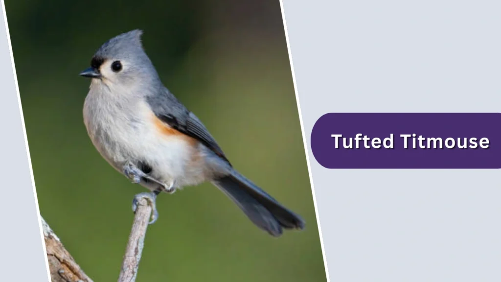 Tufted Titmouse