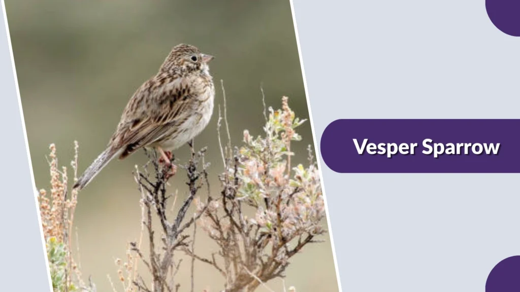 Vesper Sparrow