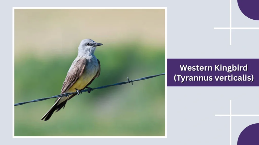 Western Kingbird (Tyrannus verticalis)