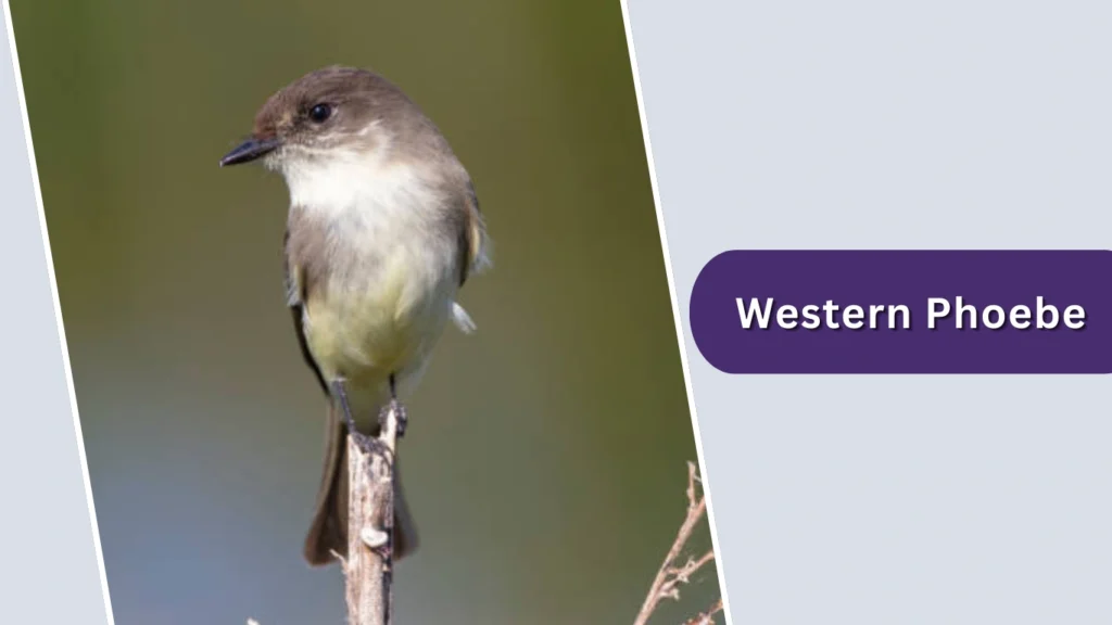 Western Phoebe