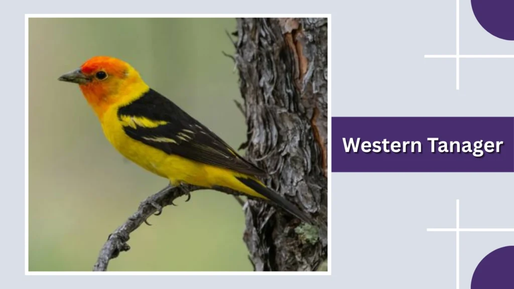 Western Tanager