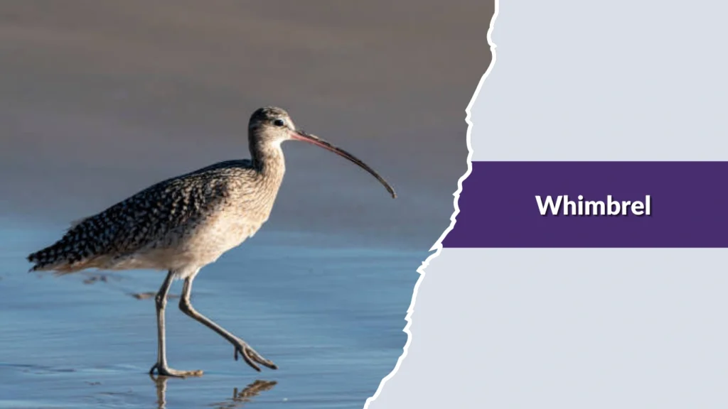 Whimbrel