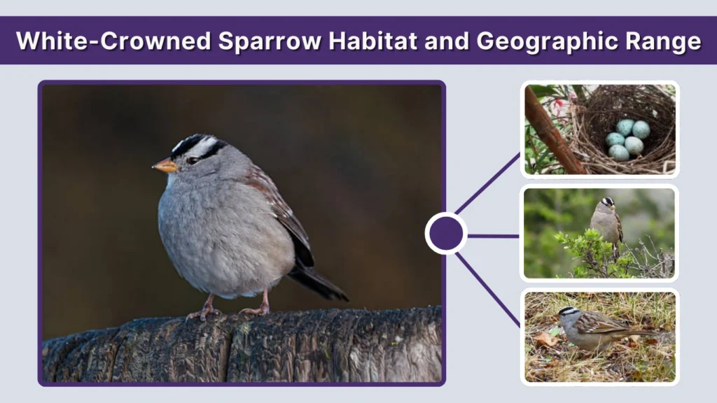 White-Crowned Sparrow Habitat and Geographic Range